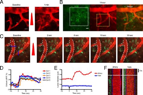 test blood vessel permeability|vascular permeability optical.